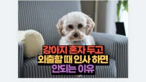 강아지 혼자 두고  외출할 때 인사 하면  안되는 이유 
