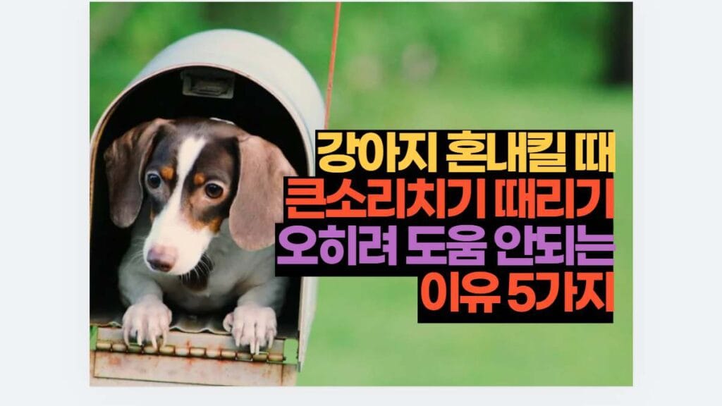 강아지 혼내킬 때 큰소리치기 때리기 오히려 도움 안되는 이유 5가지