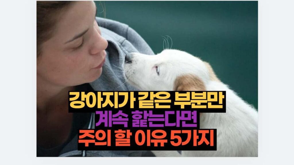 강아지가 같은 부분만  계속 핥는다면  주의 할 이유 5가지 