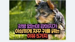귓병 없는데 강아지가  이상하게 자꾸 귀를 긁는  이유 5가지 
