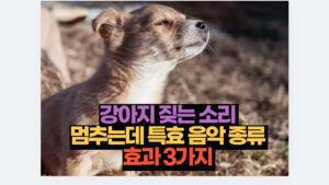 강아지 짖는 소리  멈추는데 특효 음악 종류  효과 3가지 