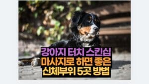 강아지 터치 스킨십  마사지로 하면 좋은  신체부위 5곳 방법 