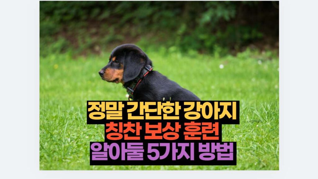 정말 간단한 강아지  칭찬 보상 훈련  알아둘 5가지 방법 