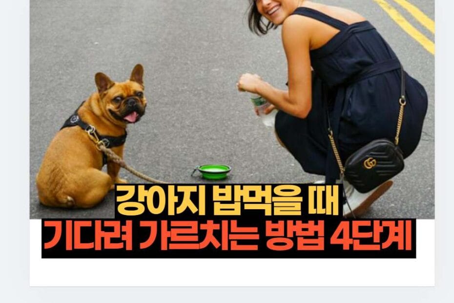 강아지 밥먹을 때  기다려 가르치는 방법 4단계 