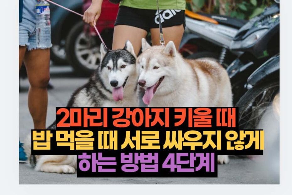 2마리 강아지 키울 때  밥 먹을 때 서로 싸우지 않게 하는 방법 4단계 