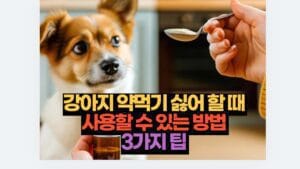 강아지 약먹기 싫어 할 때  사용할 수 있는 방법  3가지 팁 