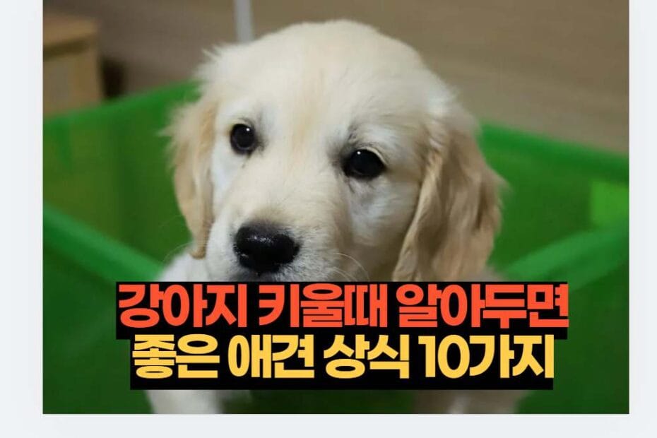 강아지 키울때 알아두면 좋은 애견 상식 10가지