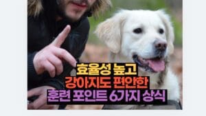 효율성 높고  강아지도 편안한  훈련 포인트 6가지 상식 