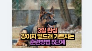 3일 완성  강아지 엎드려 가르치는  훈련방법 5단계 