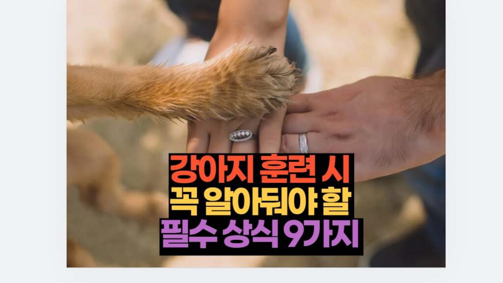 강아지 훈련 시  꼭 알아둬야 할  필수 상식 9가지 