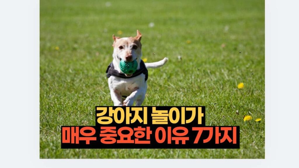 강아지 놀이가  매우 중요한 이유 7가지 