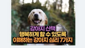 강아지 산책  행복하게 할 수 있도록  이해하는 강아지 심리 7가지 