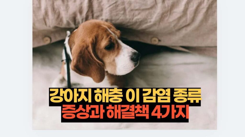 강아지 해충 이 감염 종류 증상과 해결책 4가지