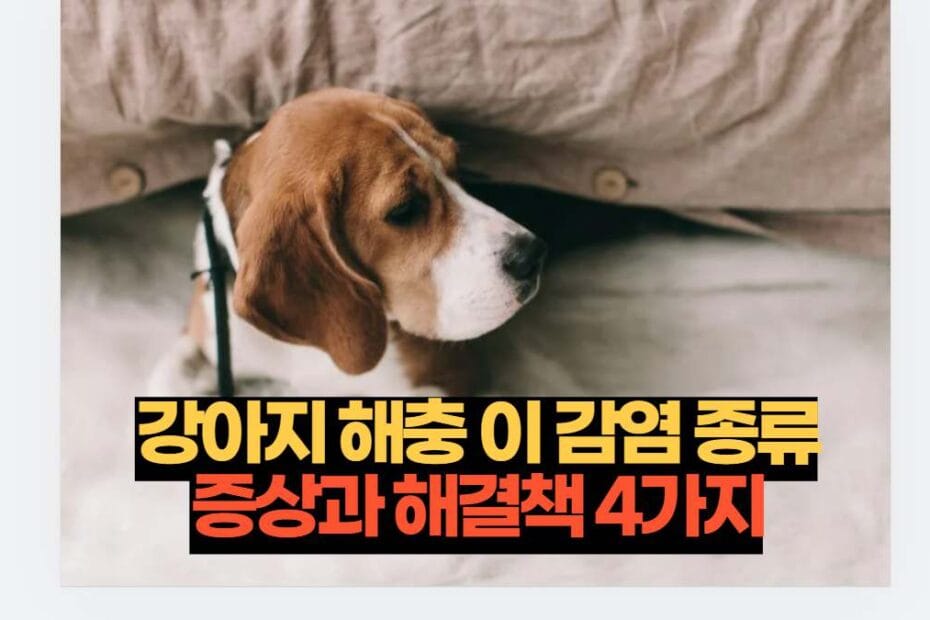 강아지 해충 이 감염 종류 증상과 해결책 4가지