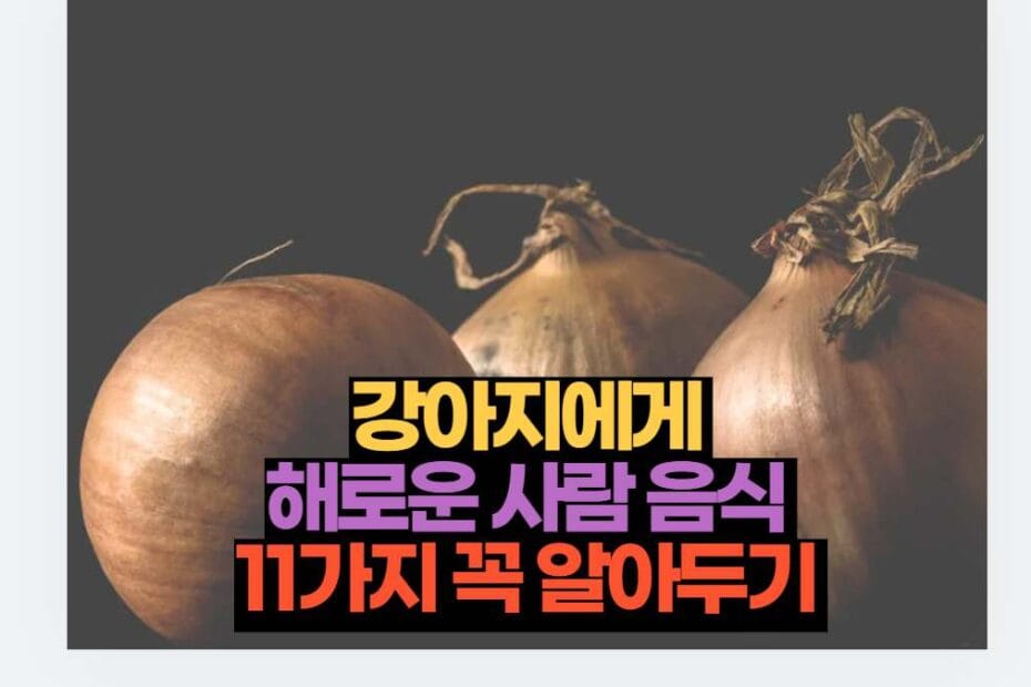 강아지에게  해로운 사람 음식  11가지 꼭 알아두기 