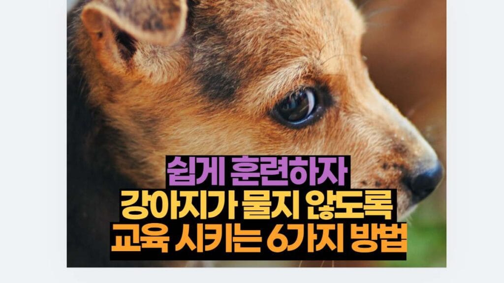 쉽게 훈련하자  강아지가 물지 않도록  교육 시키는 6가지 방법