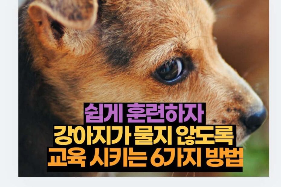 쉽게 훈련하자  강아지가 물지 않도록  교육 시키는 6가지 방법