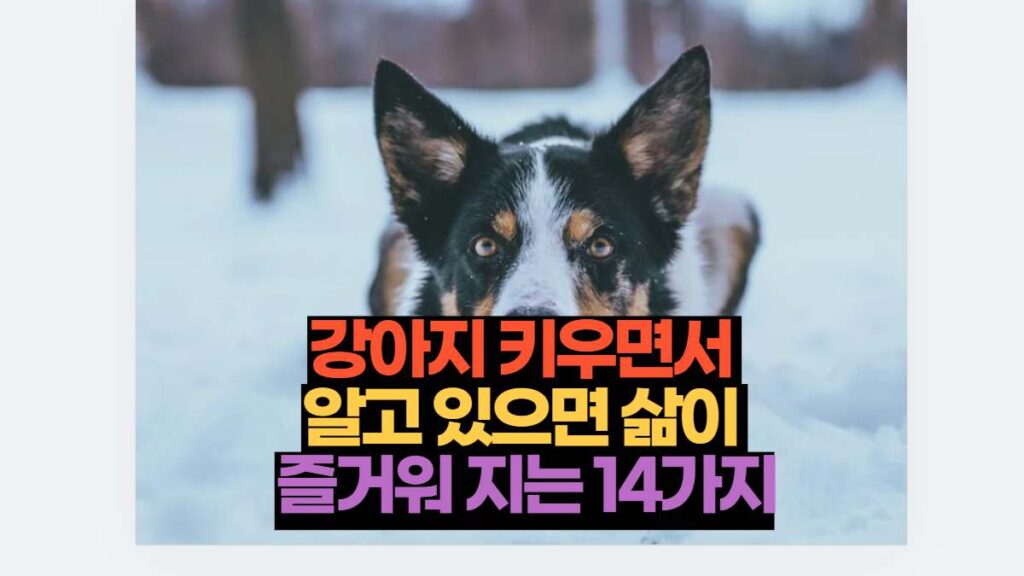 강아지 키우면서  알고 있으면 삶이  즐거워 지는 14가지