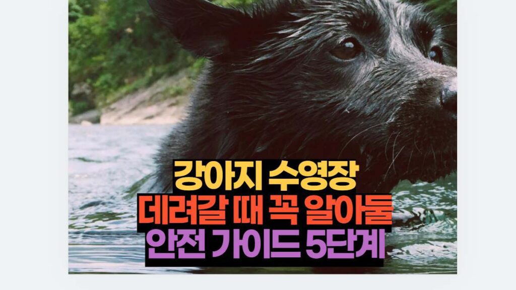 강아지 수영장 데려갈 때 꼭 알아둘 안전 가이드 5단계