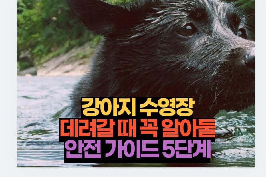 강아지 수영장 데려갈 때 꼭 알아둘 안전 가이드 5단계