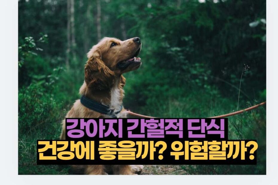 강아지 간헐적 단식  건강에 좋을까? 위험할까?