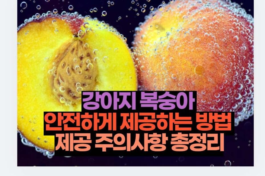 강아지 복숭아  안전하게 제공하는 방법  제공 주의사항 총정리