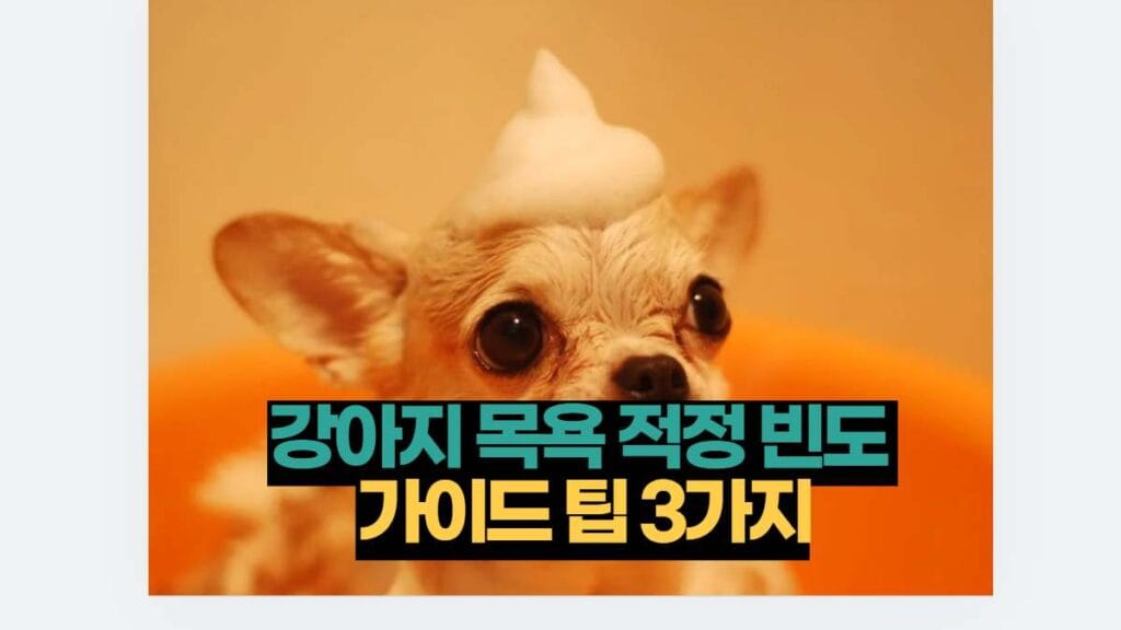 강아지 목욕 적정 빈도 
가이드 팁 3가지