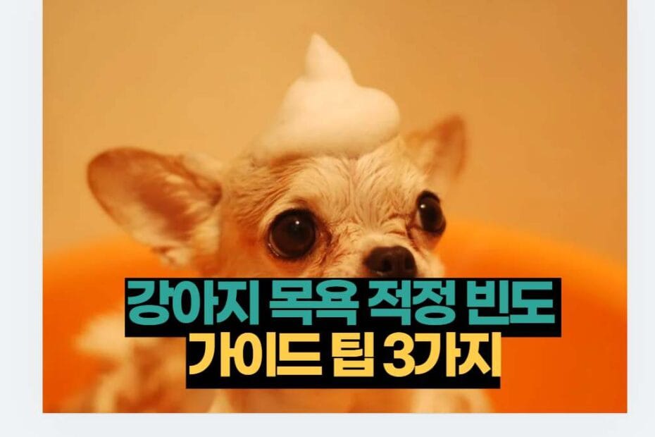 강아지 목욕 적정 빈도  가이드 팁 3가지