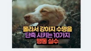 몰라서 강아지 수명을 단축 시키는 10가지 행동 실수