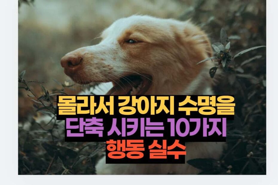 몰라서 강아지 수명을 단축 시키는 10가지 행동 실수