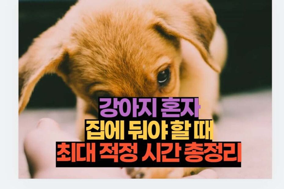 강아지 혼자 집에 둬야 할 때 최대 적정 시간 총정리