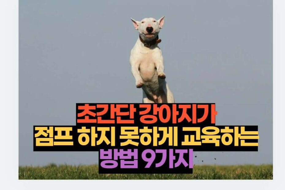 초간단 강아지가 점프 하지 못하게 교육하는 방법 9가지