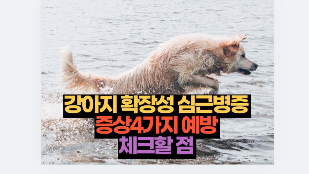 강아지 확장성 심근병증  증상4가지 예방  체크할 점 