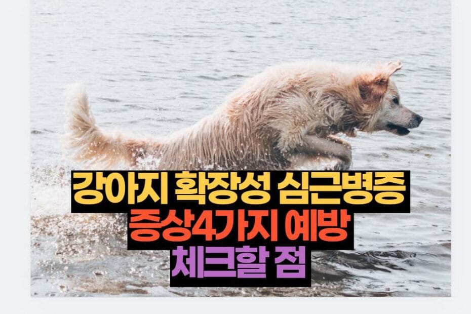 강아지 확장성 심근병증  증상4가지 예방  체크할 점 