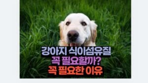 강아지 식이섬유질 꼭 필요할까? 꼭 필요한 이유 