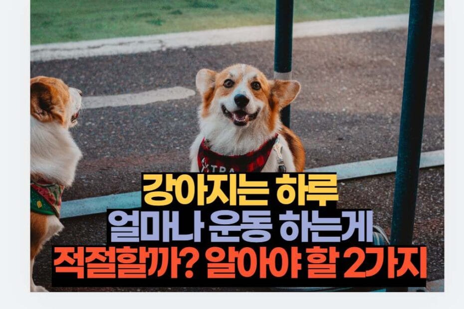 강아지는 하루 얼마나 운동 하는게 적절할까? 알아야 할 2가지