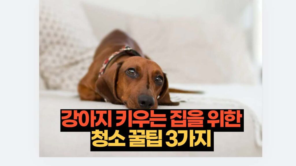 강아지 키우는 집을 위한  청소 꿀팁 3가지 