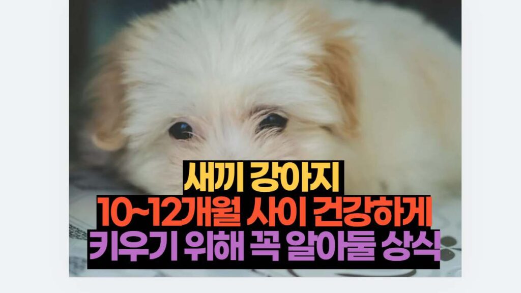 새끼 강아지  10~12개월 사이 건강하게 키우기 위해 꼭 알아둘 상식