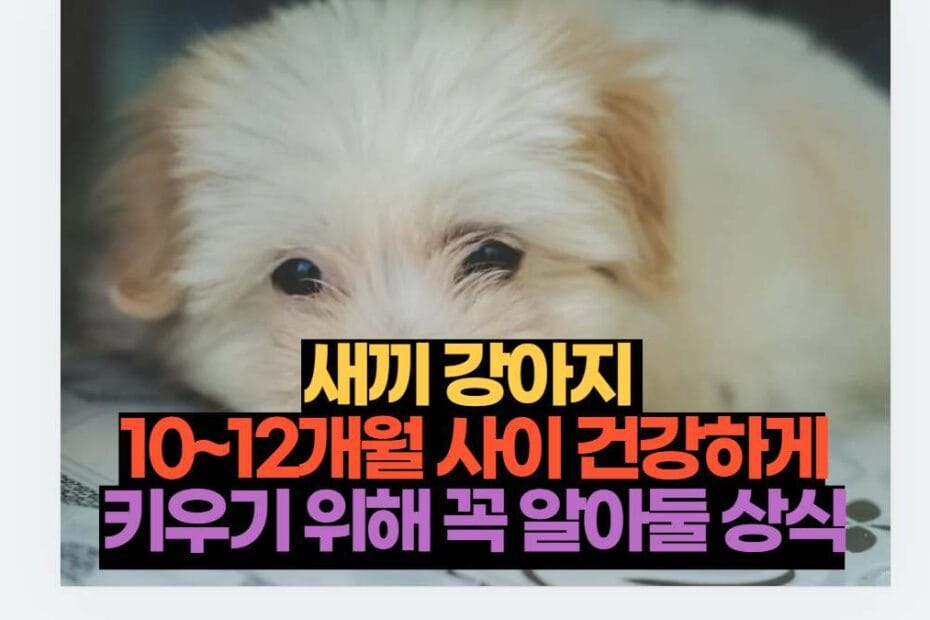 새끼 강아지  10~12개월 사이 건강하게 키우기 위해 꼭 알아둘 상식