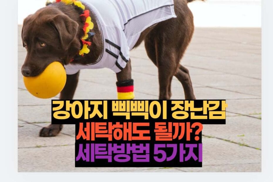 강아지 삑삑이 장난감 세탁해도 될까? 세탁방법 5가지