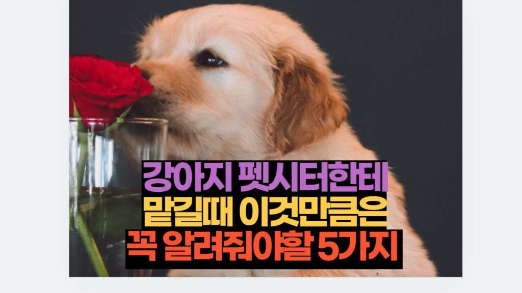 강아지 펫시터한테 맡길때 이것만큼은 꼭 알려줘야할 5가지 