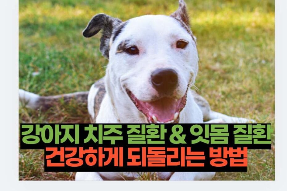 강아지 치주 질환 & 잇몸 질환건강하게 되돌리는 방법