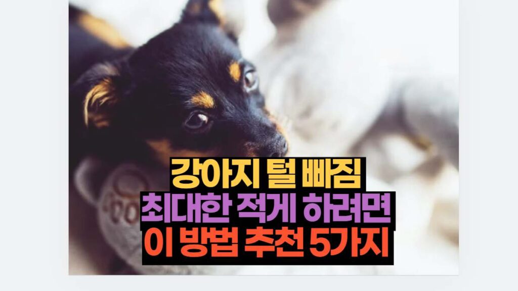 강아지 털 빠짐  최대한 적게 하려면  이 방법 추천 5가지 