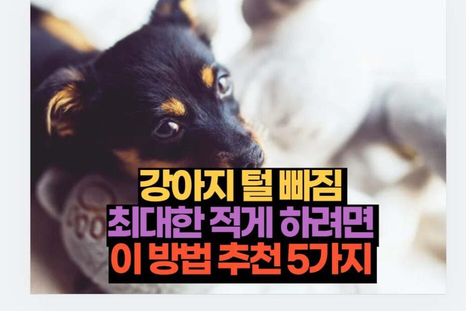 강아지 털 빠짐  최대한 적게 하려면  이 방법 추천 5가지 