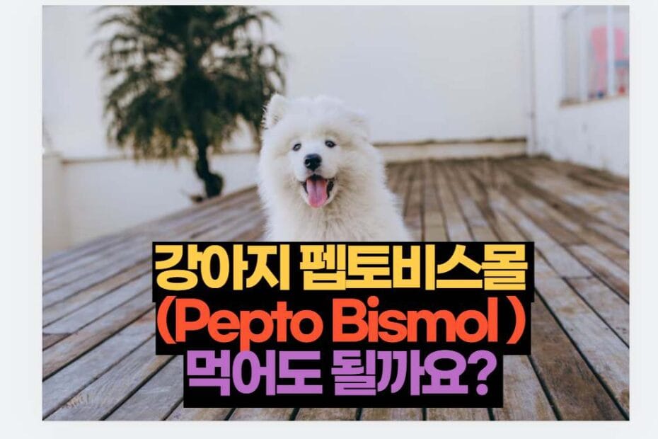 강아지 펩토비스몰  (Pepto Bismol )  먹어도 될까요? 