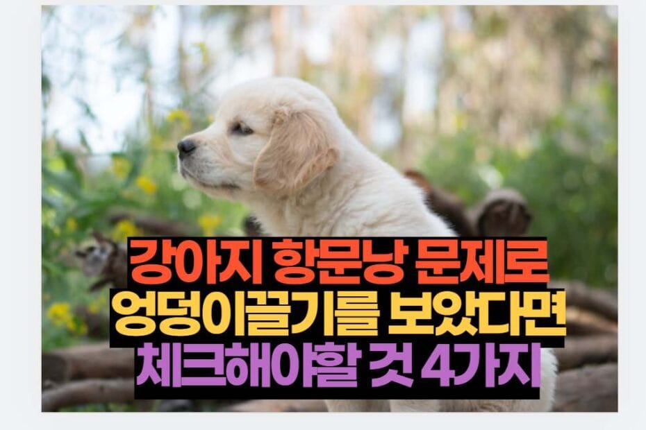 강아지 항문낭 문제로 엉덩이끌기를 보았다면 체크해야할 것 4가지