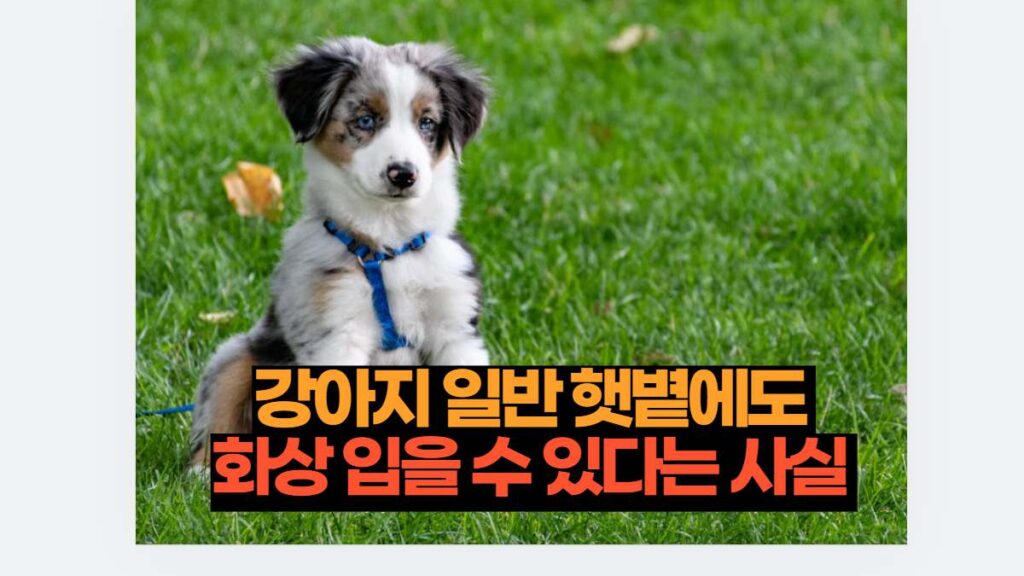 강아지 일반 햇볕에도  화상 입을 수 있다는 사실 