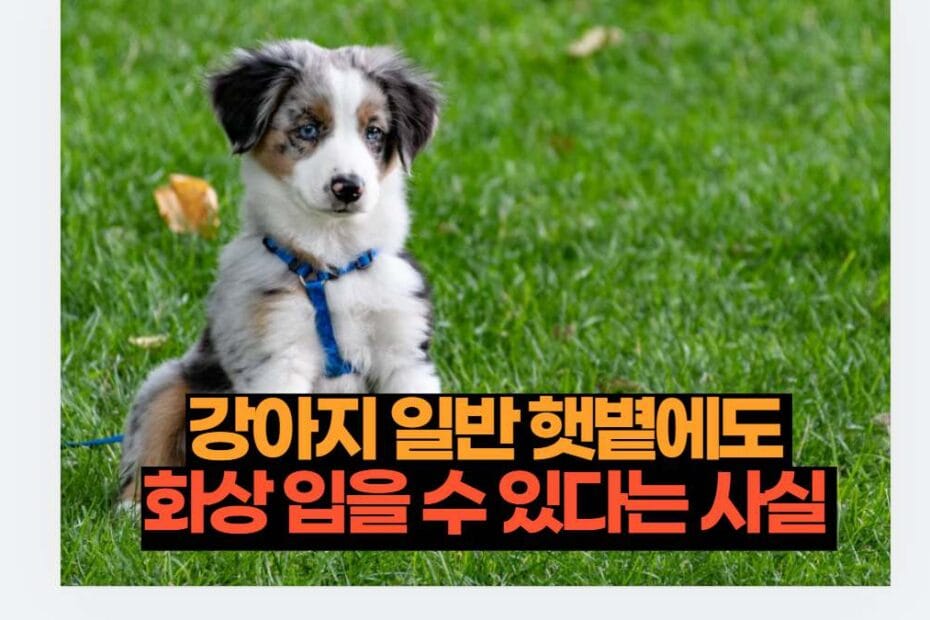 강아지 일반 햇볕에도  화상 입을 수 있다는 사실 